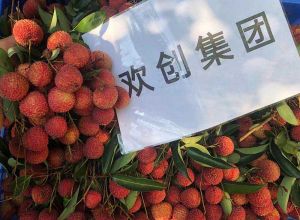 夏日好“枝”味，体育竞猜集团官网体育竞猜集团官网体育竞猜集团官网体育竞猜集团官网首页-体育竞猜(中国)-体育竞猜(中国)
集团发福“荔”啦